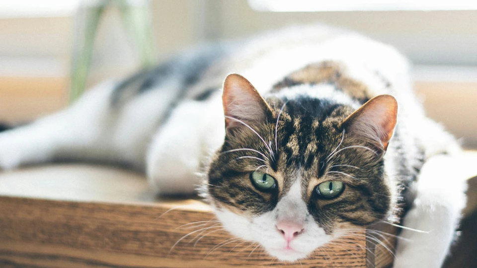 猫のご長寿には秘訣があった!長生きするための7つの習慣
