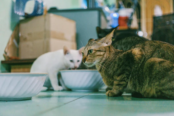 猫の多頭飼いで気をつけたい食事トラブルとは?3つの対策を紹介のアイキャッチ画像