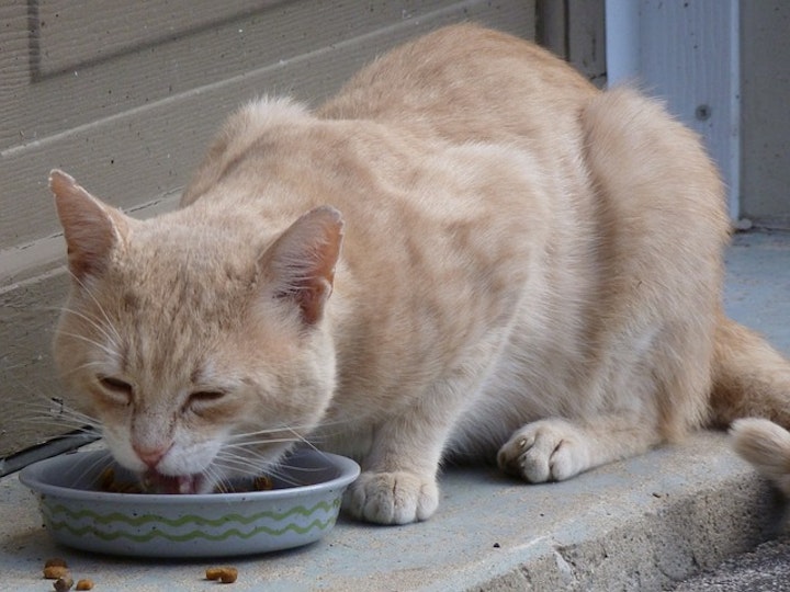 猫食事中