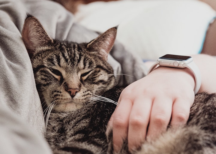 猫,爪とぎ,しつけ