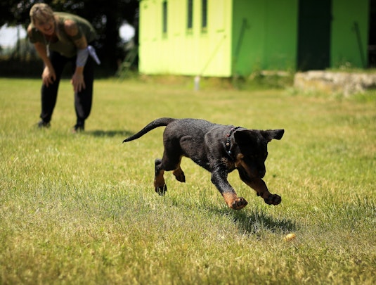 ドッグランに行かなくても大丈夫!愛犬と楽しめる遊び場4選のアイキャッチ画像