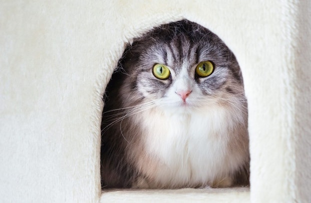 猫がごはんを食べない!年齢別の受診目安の時間と対処法のアイキャッチ画像