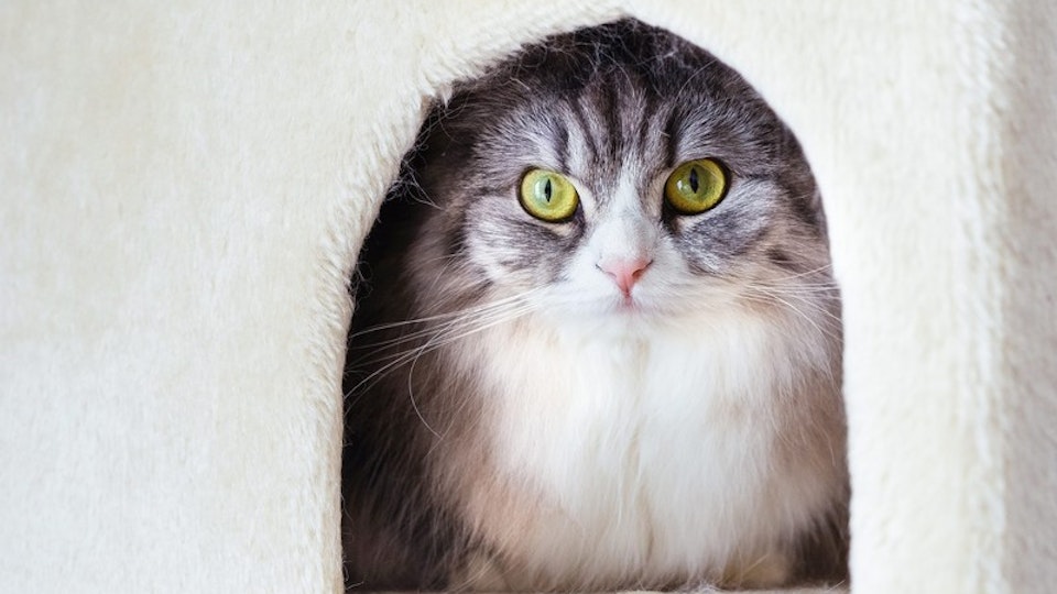 猫がごはんを食べない!年齢別、限界の時間と対処方法。