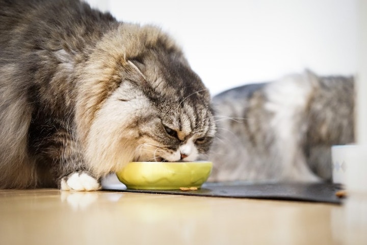 食べる猫