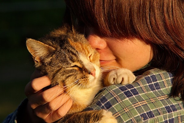 猫に好かれたいあなたに送る7つのヒント【猫との接し方】のアイキャッチ画像