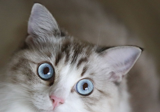 猫と目があう