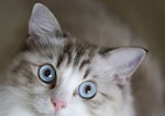 猫,好かれる,行動,NG,おもちゃ