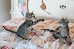 猫,好かれる,行動,NG,おもちゃ
