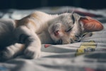 猫,好かれる,行動,NG,おもちゃ