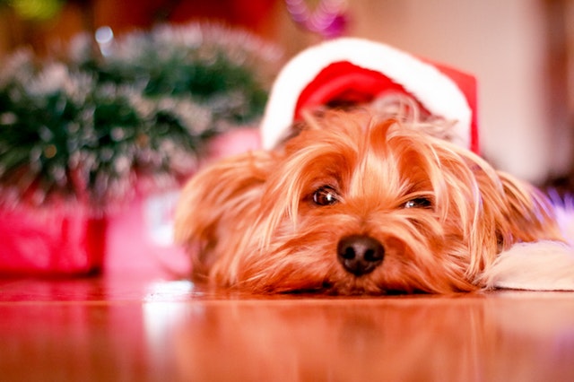 クリスマス帽子犬