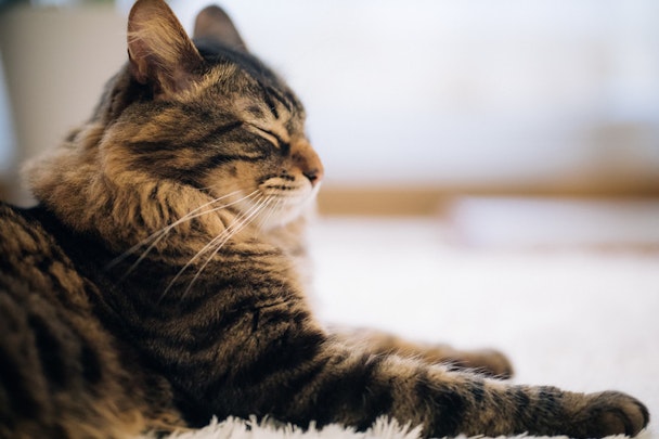うちの猫は太りすぎ? 肥満が招く病気と安全な減量の方法のアイキャッチ画像