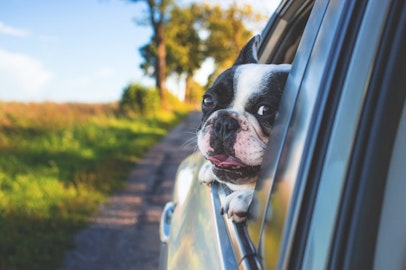 犬が車に乗ると吠える？嫌がる犬に試したい7つの方法のアイキャッチ画像