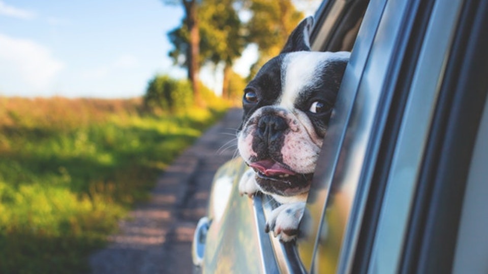 【犬・車酔い】犬も車に酔う?!車酔いの「症状と対策」って?
