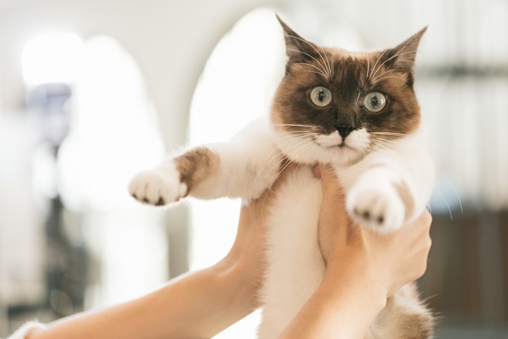 目がテンな猫