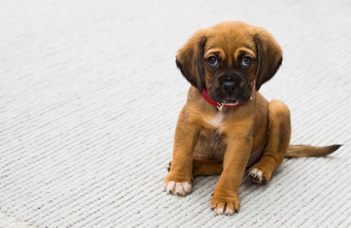 首輪をした子犬