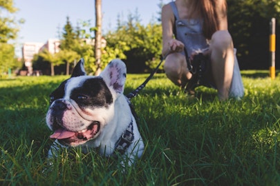 愛犬の散歩中の引っ張り、飼い主が余計に悪化させているかも？のアイキャッチ画像