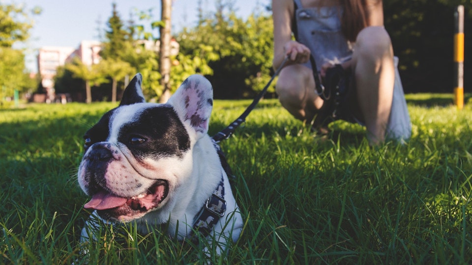 愛犬の散歩中の引っ張り、飼い主が余計に悪化させているかも?