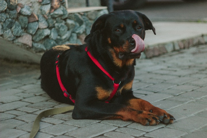 どんな時も大人しく待つ犬