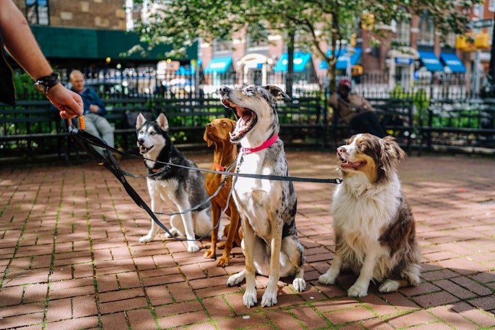 犬がたくさん、多頭飼い