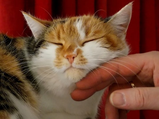 猫と仲良くなれる!おやつの上手なあげ方と4つの注意点のアイキャッチ画像