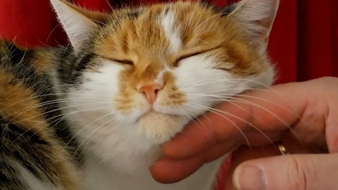 猫のおやつでコミュニケーションが深まる!【上手なあげ方】のアイキャッチ画像