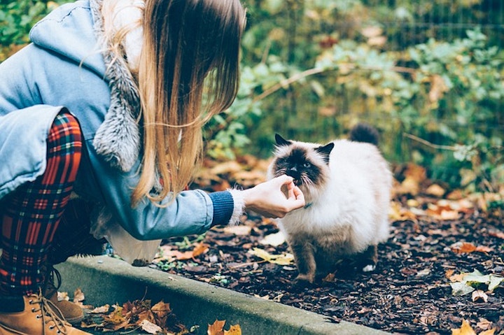 猫に餌