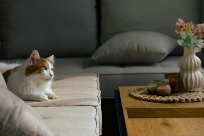 お部屋が「猫臭く」なってるかも？臭いの対策７つのアイキャッチ画像