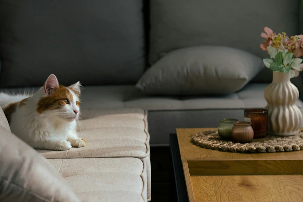 お部屋が「猫臭く」なってるかも？臭いの対策７つのアイキャッチ画像