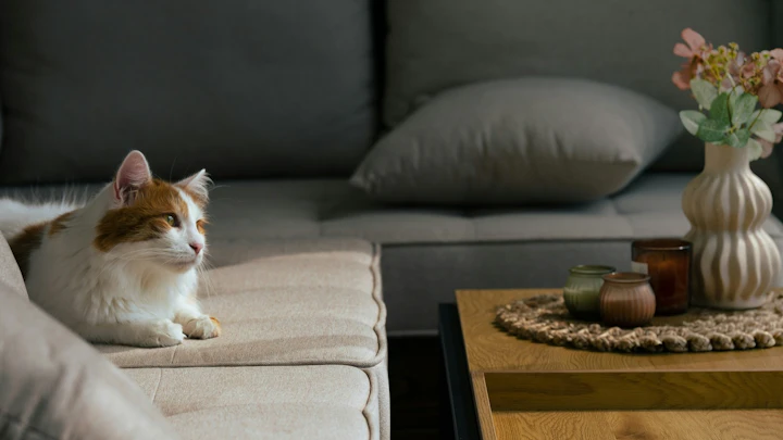 「部屋が猫臭い」と感じたら試したい10のにおい対策のアイキャッチ画像