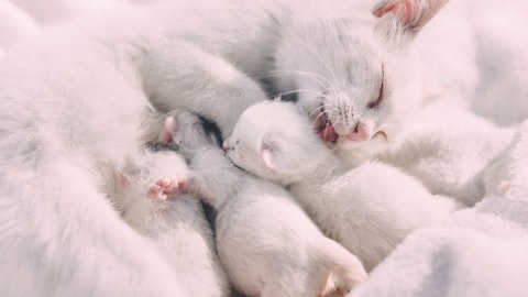 ペットの8週齢規制知ってる?飼う時に注意すべきこととは?のアイキャッチ画像