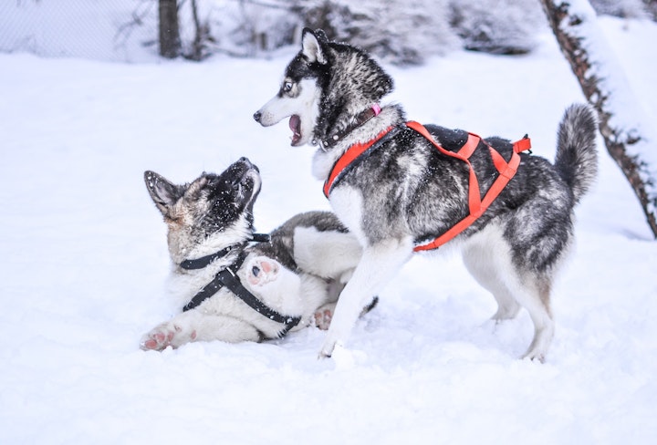 じゃれ合う犬たち