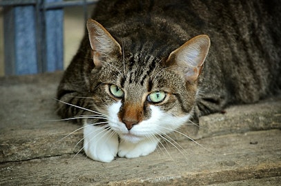 猫のサイン見逃してない？「今のトイレ、気に入らない…」のアイキャッチ画像