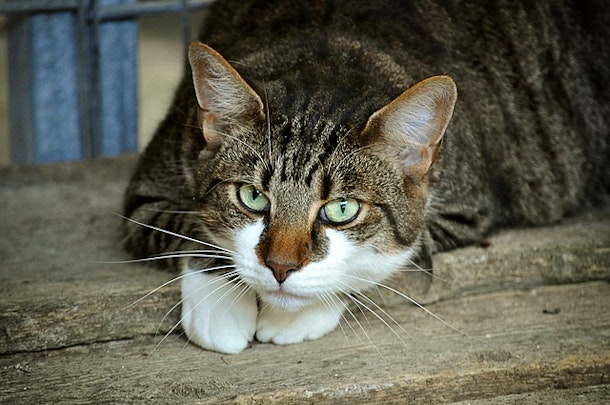 猫がトイレを嫌がる?見直したい環境の5つのポイントのアイキャッチ画像