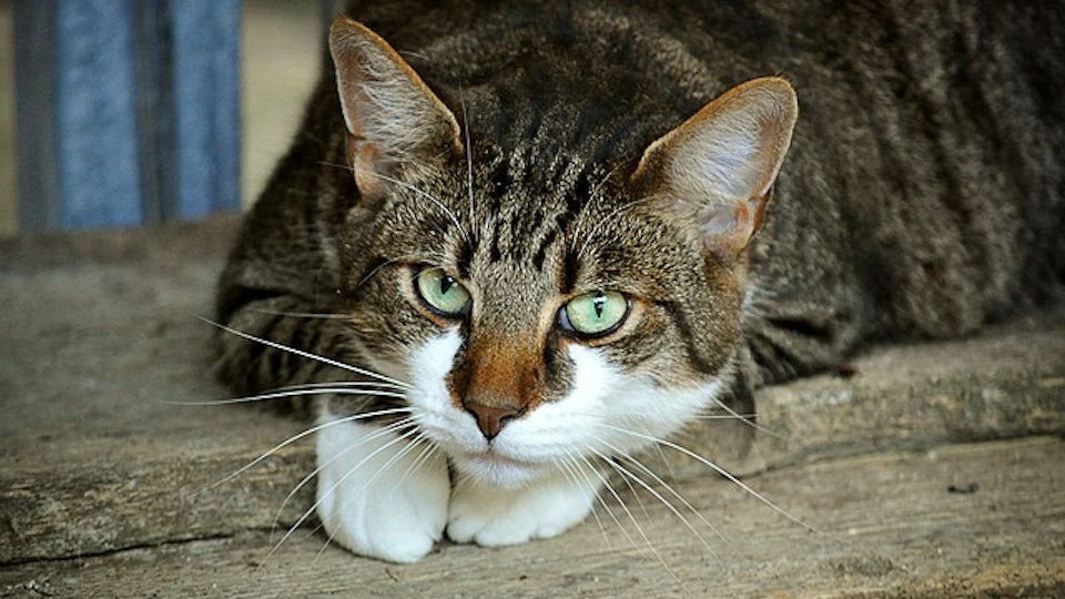猫のサイン見逃してない?「今のトイレ、気に入らない…」