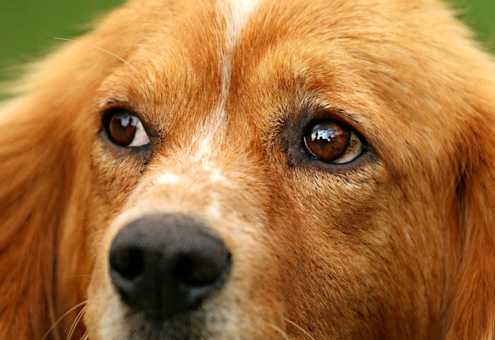 何があるのか見つめる犬