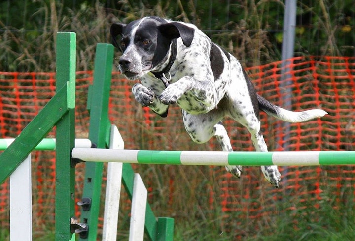 競技会に参加する犬