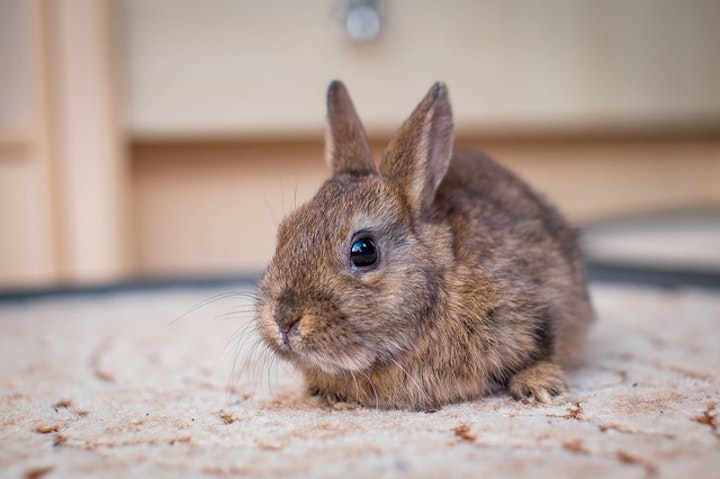 野うさぎ絨毯上