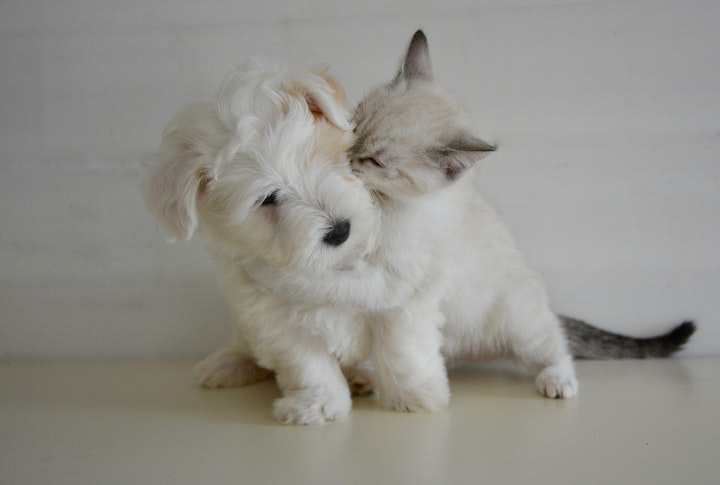 犬と猫