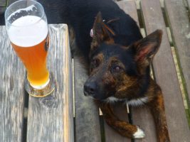 ビールを見つめる犬