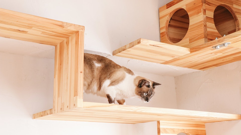 猫飼いさん必見!賃貸マンションを借りる時に気をつけること5選