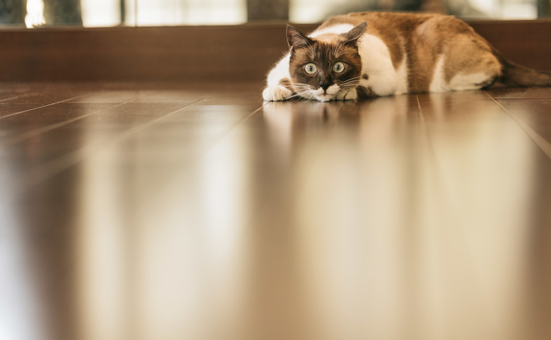 ペット可でも注意】賃貸マンションで猫を飼うなら、フローリング対策を