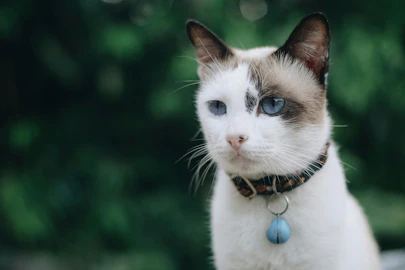 猫に首輪が必要か判断しよう!注意するコトと知られざる危険って?のアイキャッチ画像