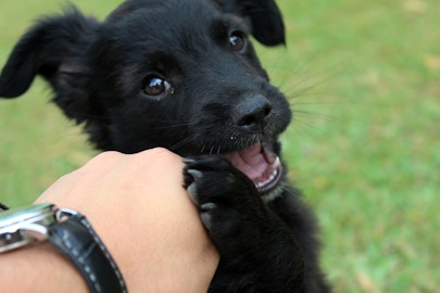 何気ないその行為がしつけの悪い犬に育てている？飼い主の問題３つのアイキャッチ画像