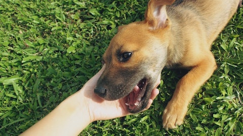 知っておきたい!愛犬の「理想の体重・体型」って?のアイキャッチ画像