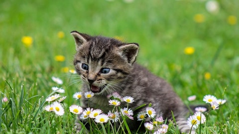 2月22日の猫の日はイベント盛りだくさん!インスタ活用術もご紹介のアイキャッチ画像