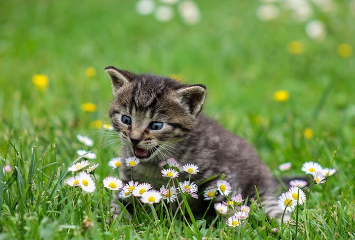 花と子猫