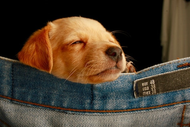 犬が震えるのはなぜ?考えられる5つの原因と対策を解説のアイキャッチ画像