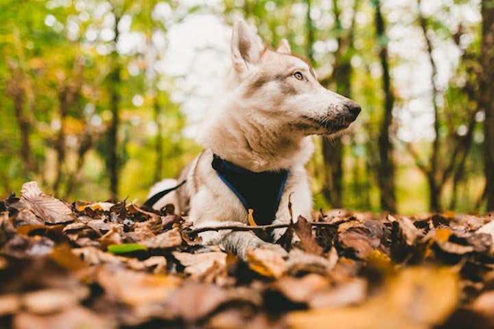 犬,震え,原因,病気