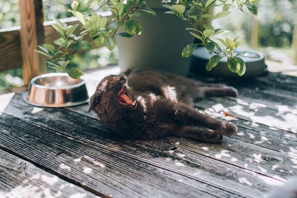 猫用の食器を清潔に保つには?正しい洗い方とお手入れのコツのアイキャッチ画像