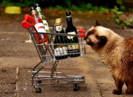 猫とショッピングカート